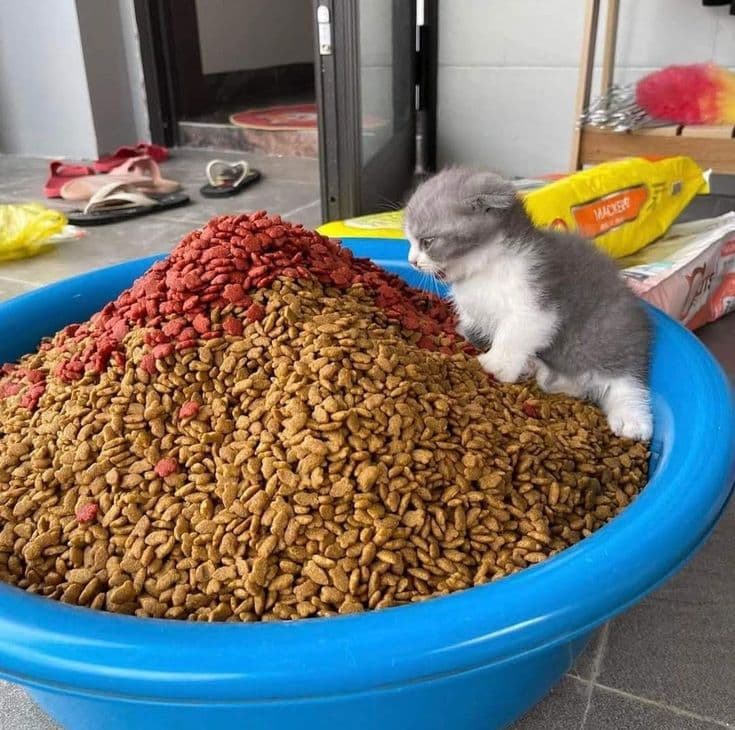 Kitten next to low-quality dry cat food kibble