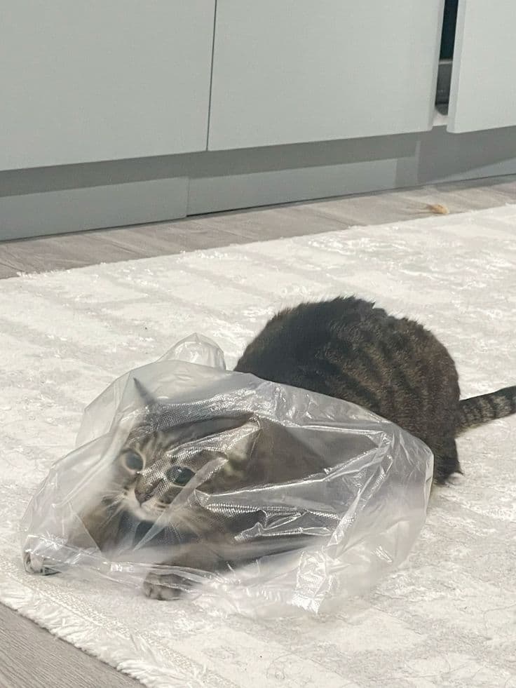 Cat trapped inside a plastic bag while chewing plastic at home