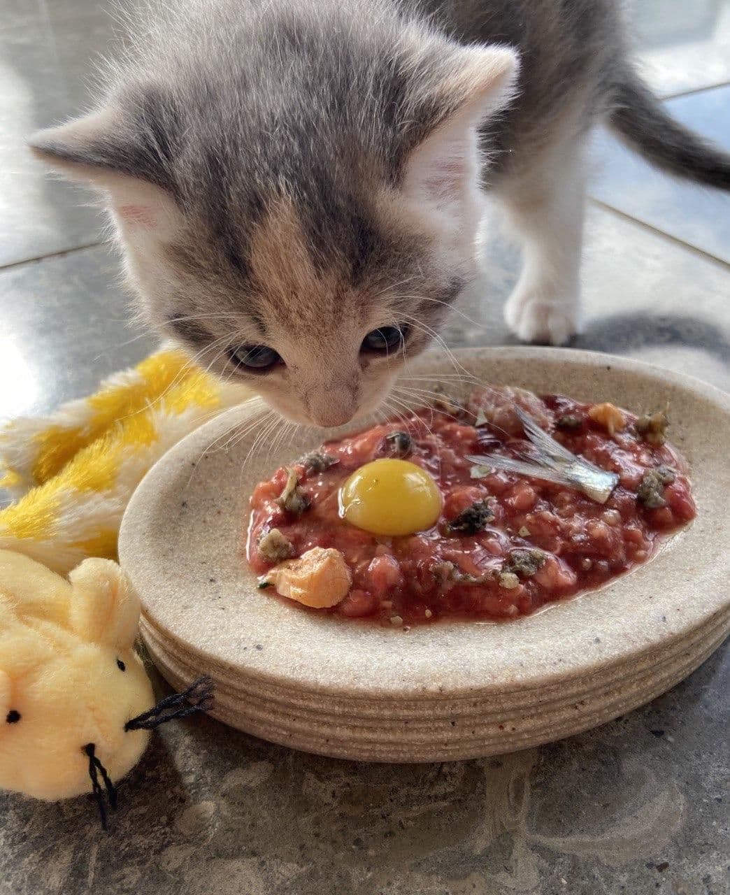 Small kitten eating wet cat food from a bowl at home