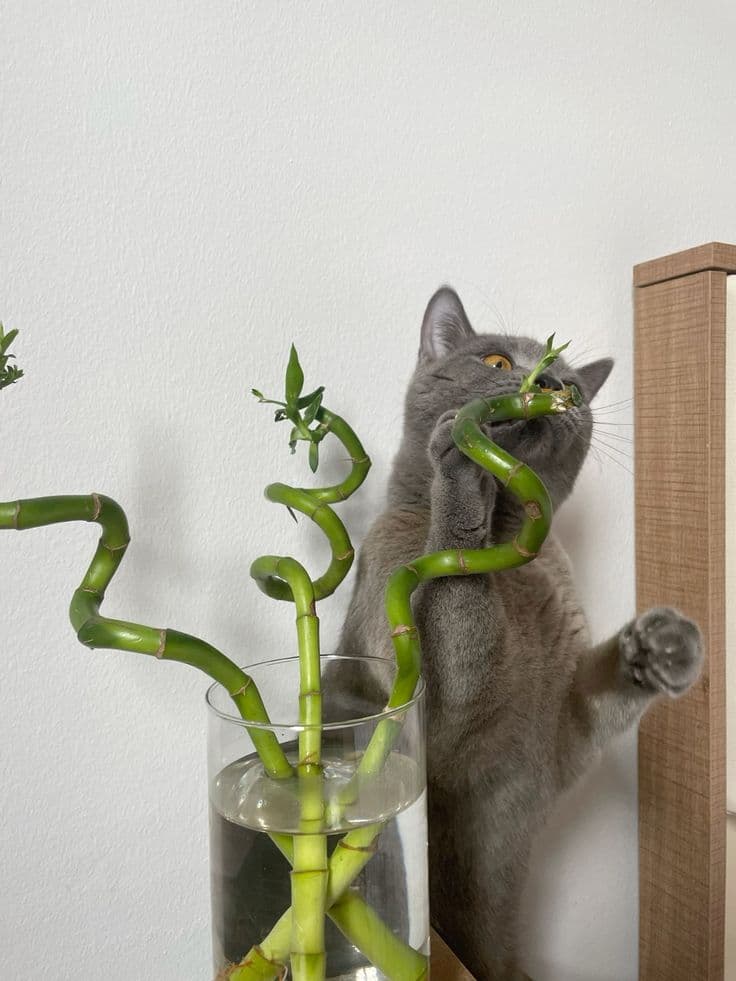 Gray cat biting a green indoor plant that could be toxic to cats