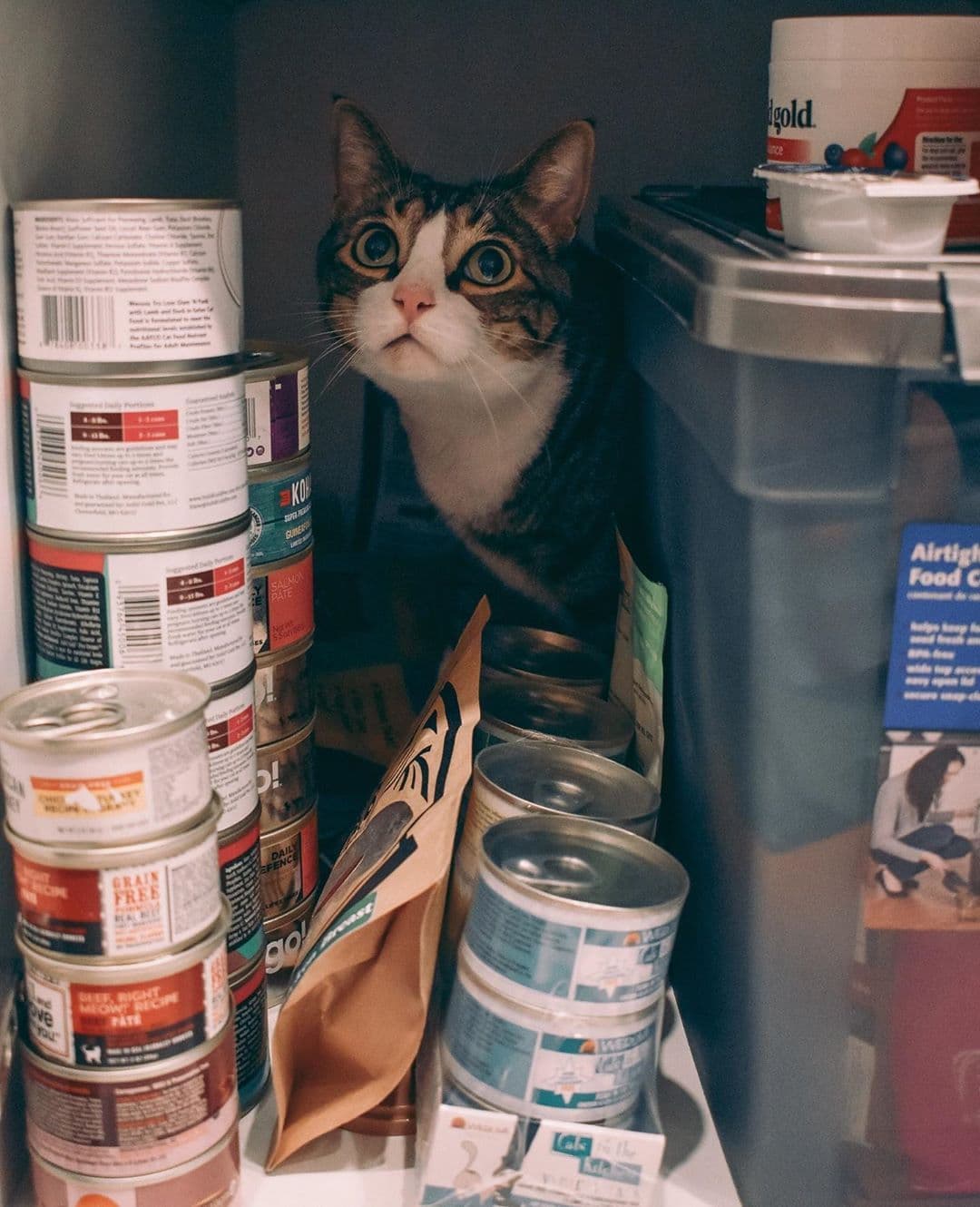 Cat sitting next to multiple canned cat food products and wet food containers