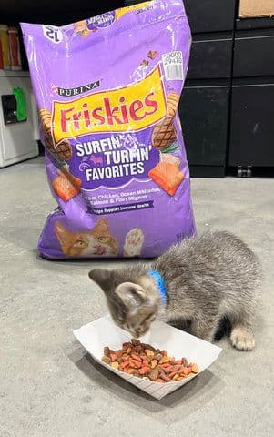 Small kitten eating Friskies dry cat food from a bowl