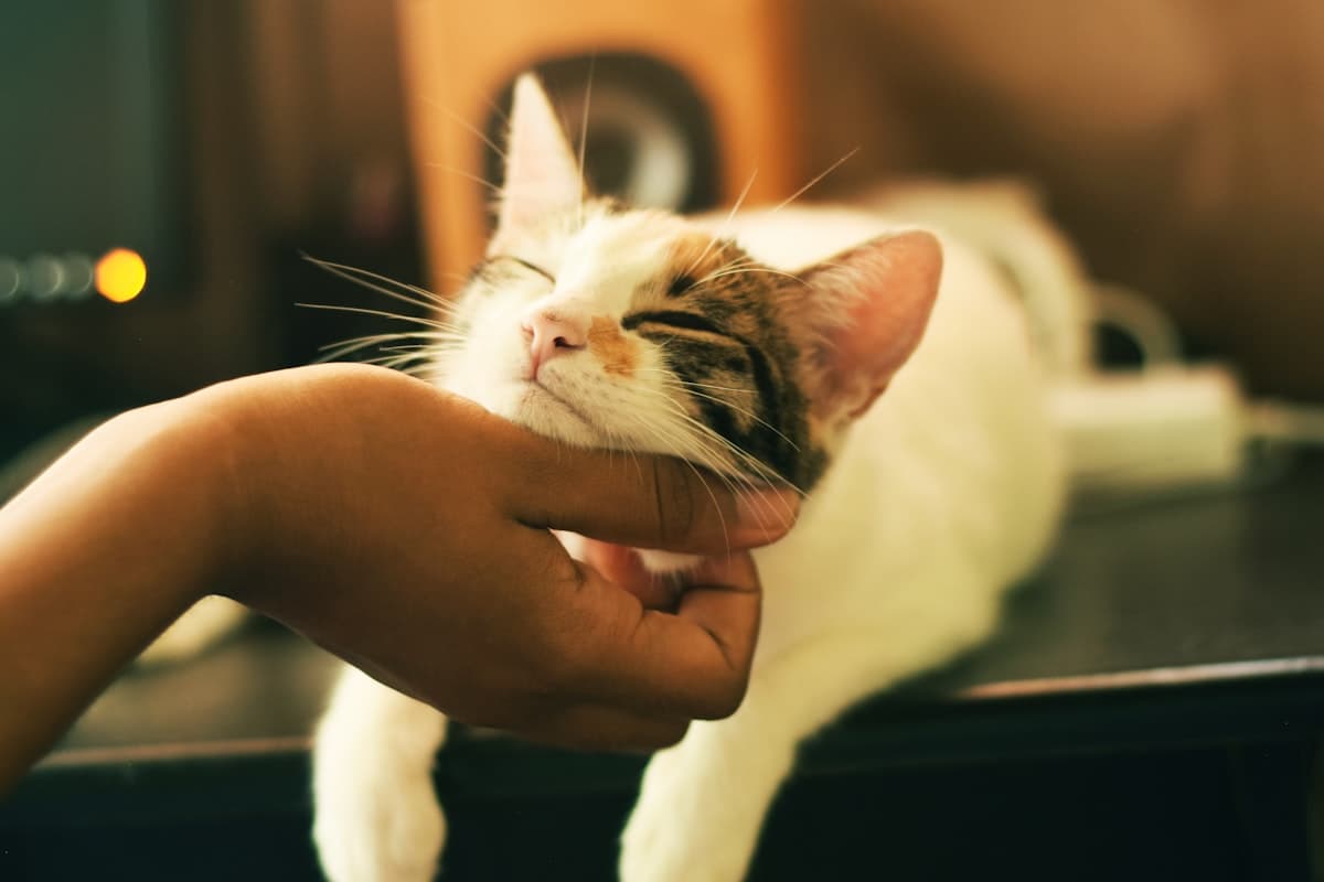 A cat resting on a blanket with its paws forward