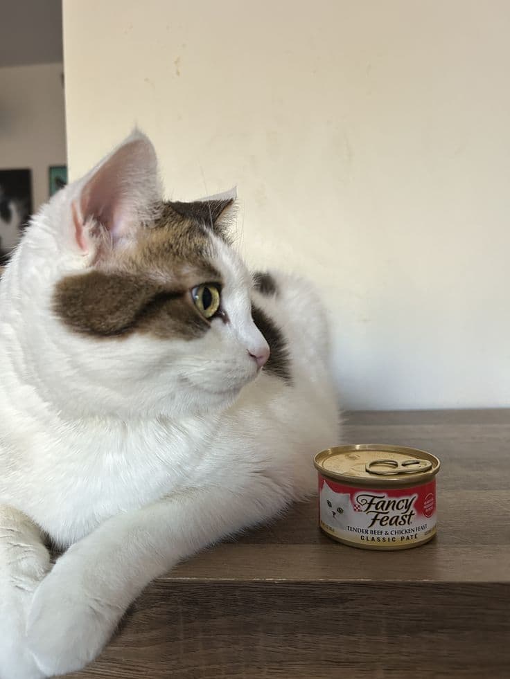 White cat sitting beside a can of Fancy Feast Classic Pate wet cat food
