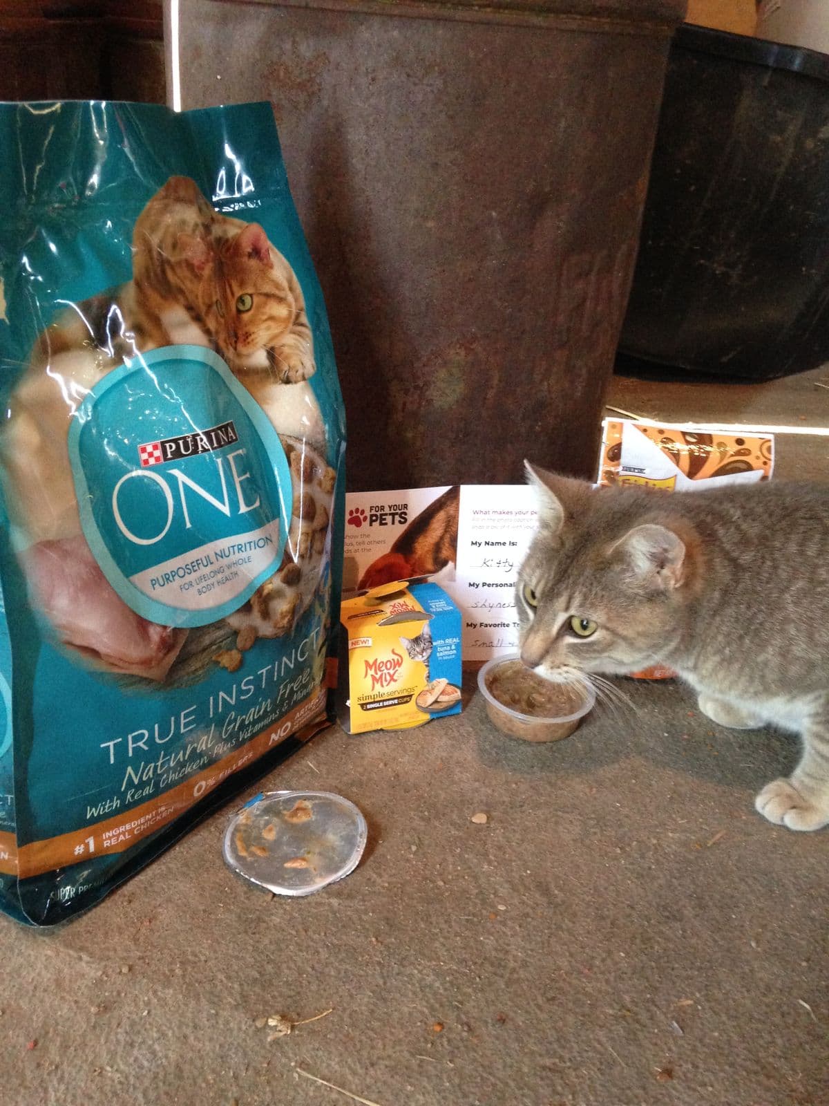 Gray cat eating Purina ONE True Instinct cat food next to a bag of Purina ONE dry cat food
