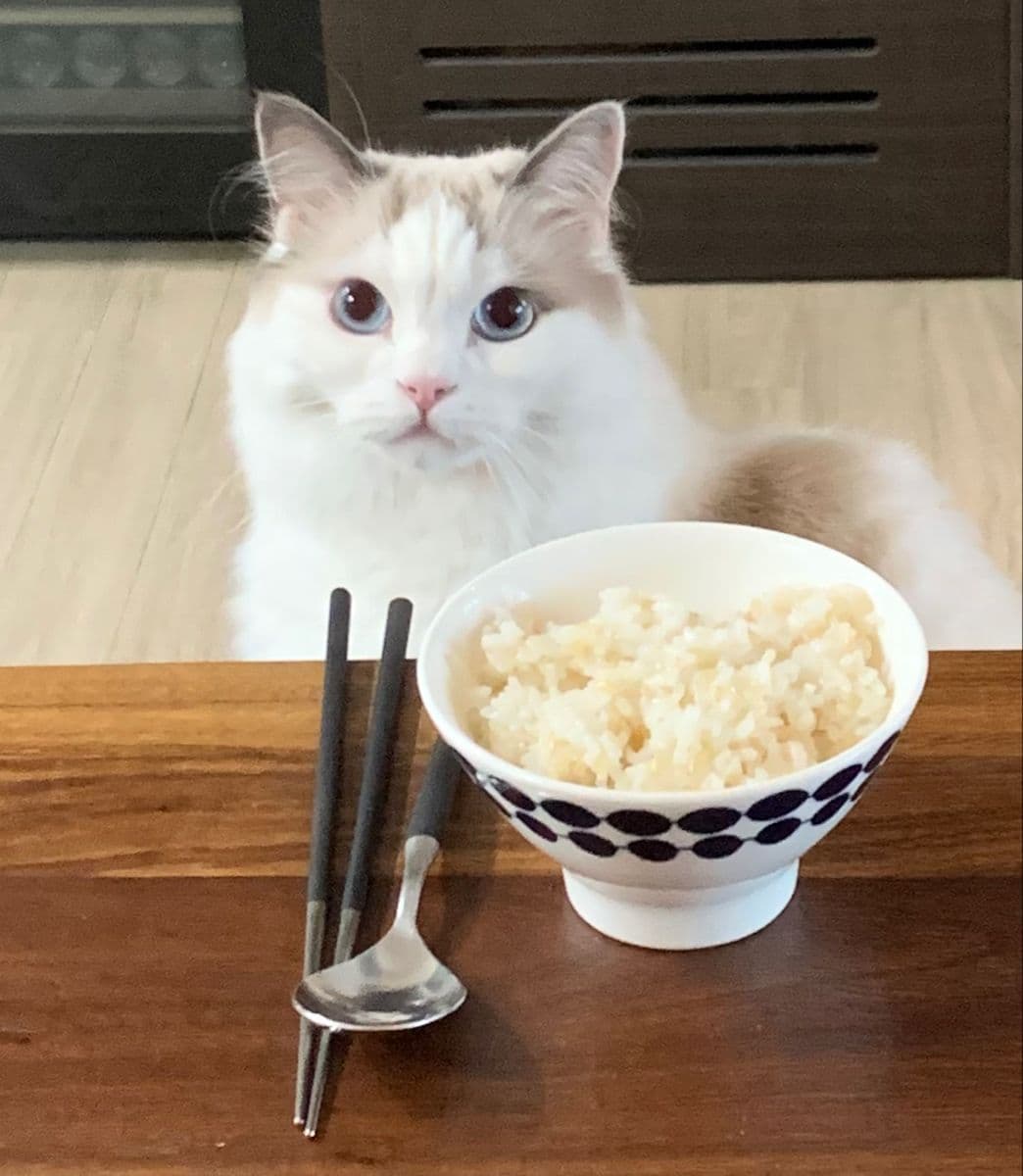 Cat sitting beside a bowl of plain cooked rice often used to illustrate whether cats can safely eat rice