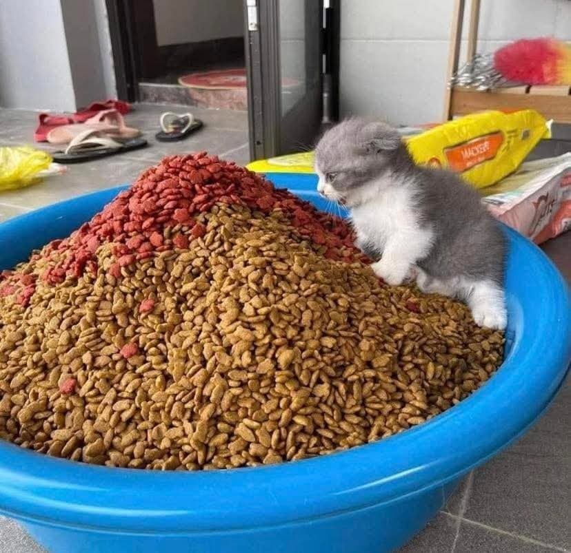 Kitten next to low-quality dry cat food kibble