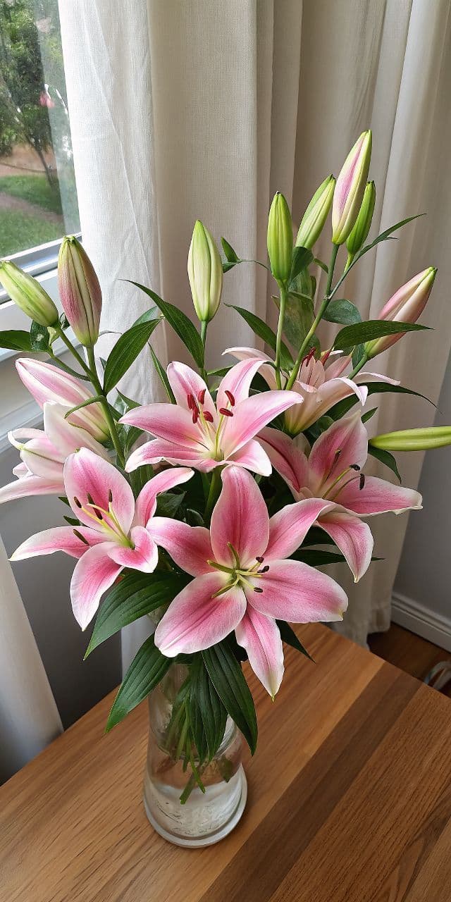 Pink lily plant on a table, one of the most toxic flowers for cats