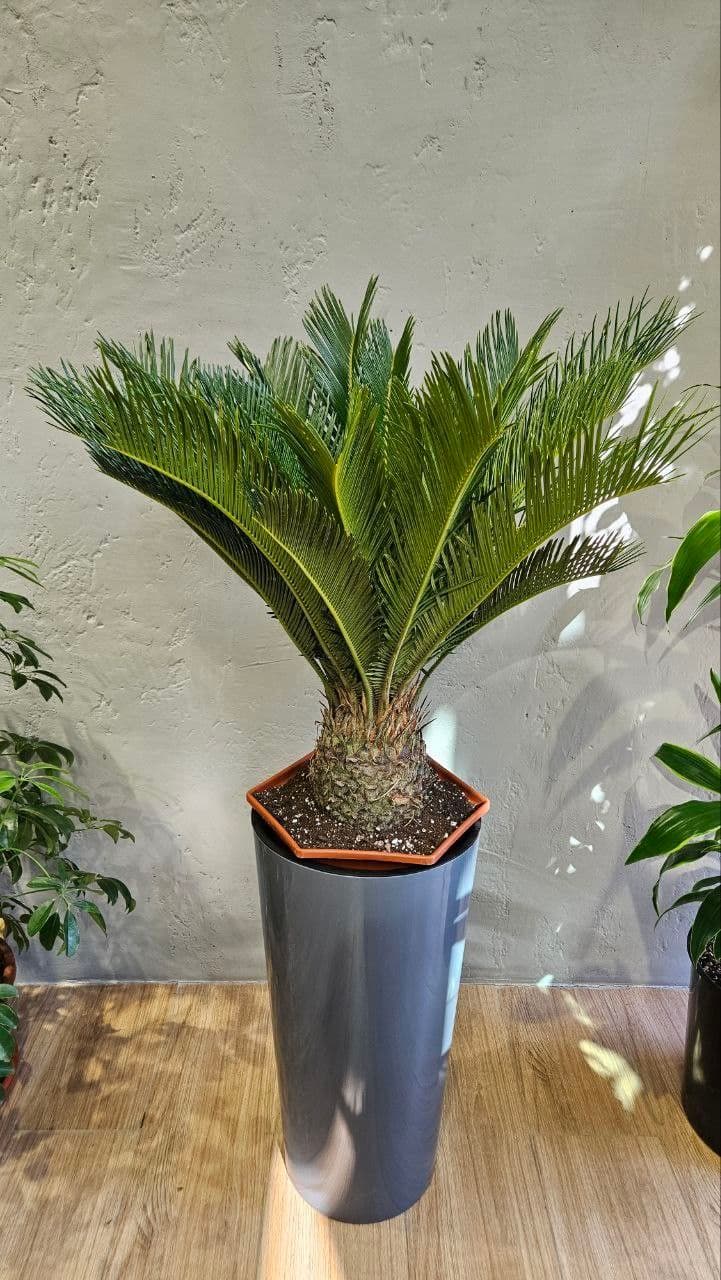 Sago palm houseplant that can cause severe liver damage in cats