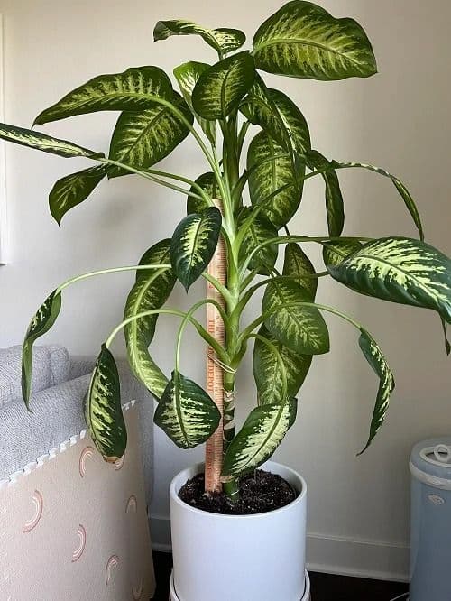Dieffenbachia houseplant that can irritate a cat’s mouth and throat if chewed