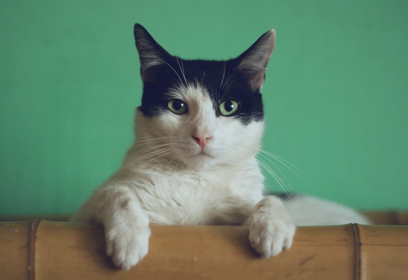 A tabby cat looking up beside a bowl
