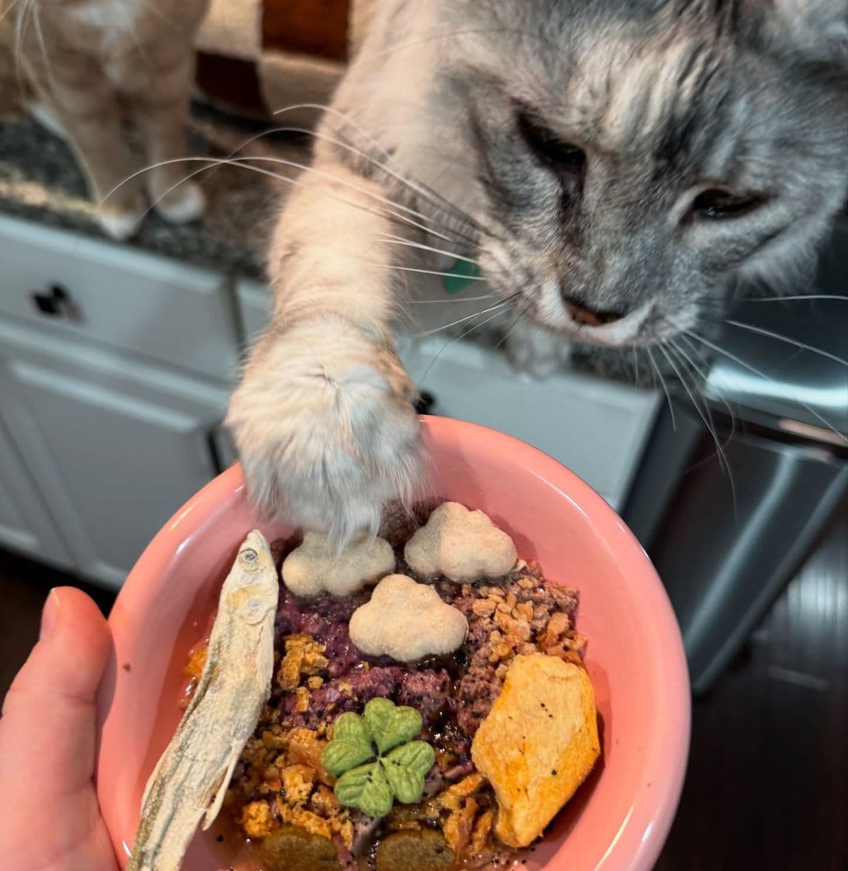 Cat reaching toward a bowl of homemade cat food with chicken and pumpkin
