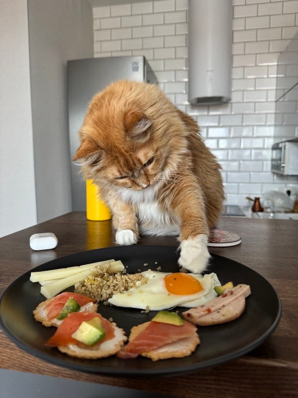 Cat next to homemade salmon and sweet potato cat food ingredients