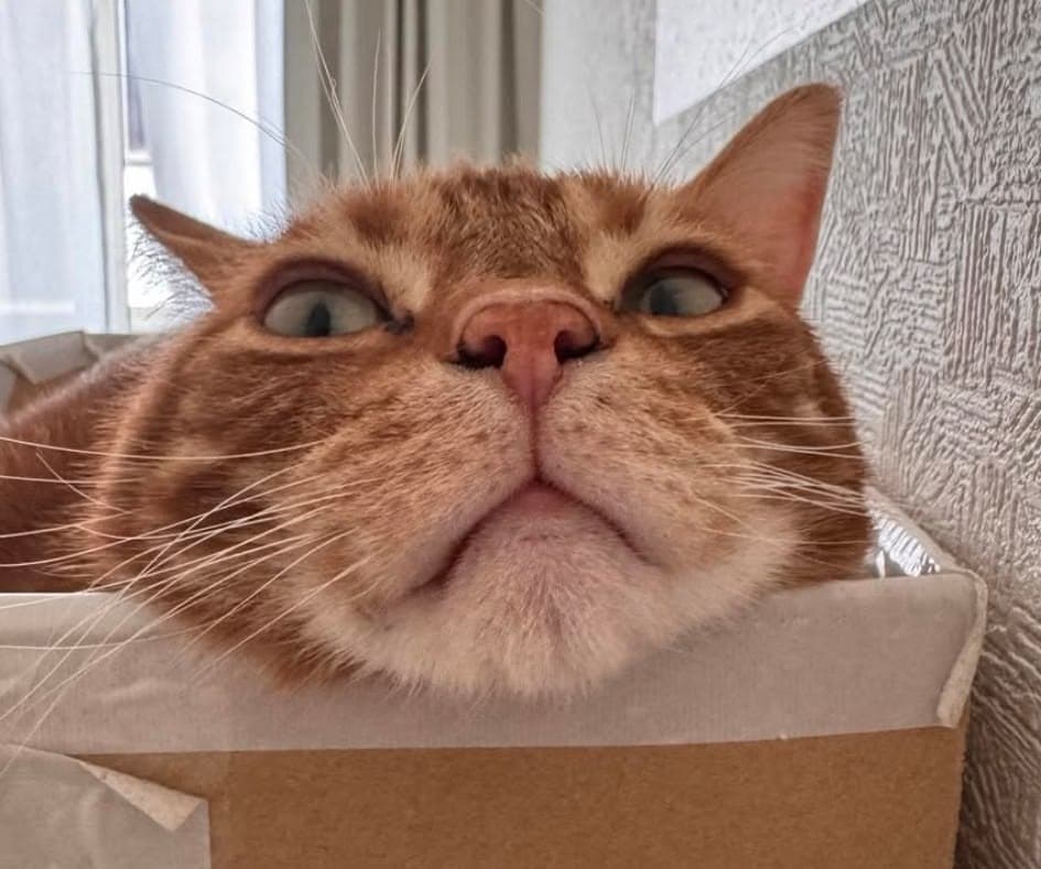Close-up of an orange tabby cat looking curiously at the camera
