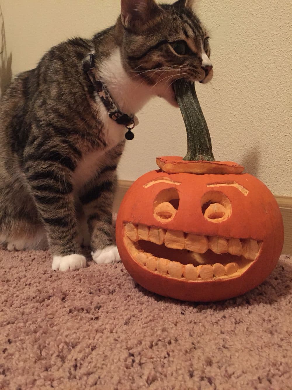 Tabby cat sitting next to a carved pumpkin