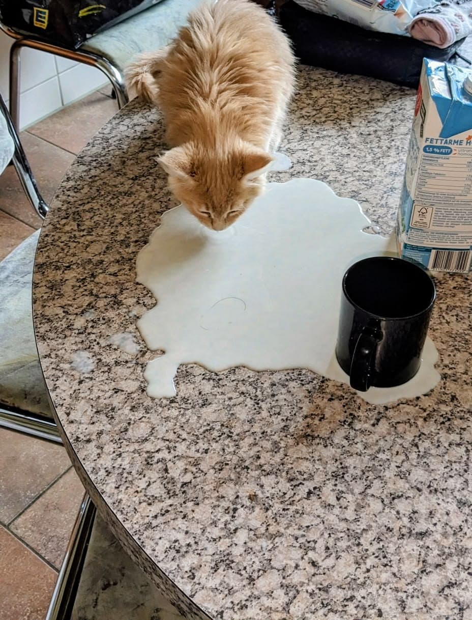 Orange cat sniffing spilled milk on a kitchen table