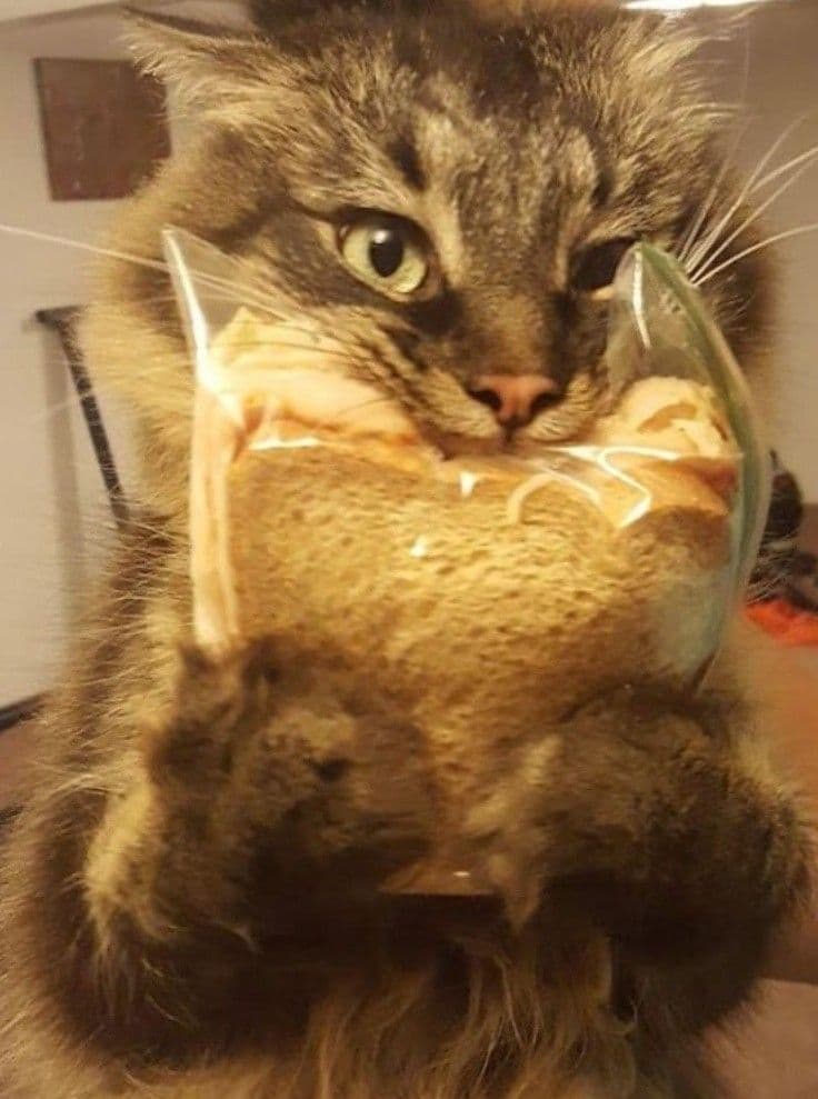 Cat holding slices of bread often used to illustrate whether cats can safely eat bread