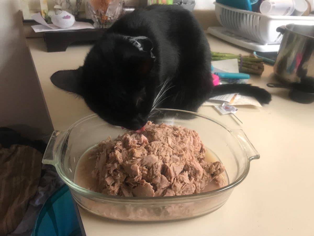 Black cat sniffing a bowl of tuna while illustrating whether tuna is safe for cats to eat