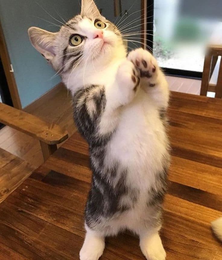 Curious gray and white kitten standing upright on a wooden floor