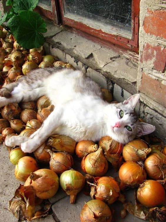White cat lying among onions illustrating onion toxicity in cats