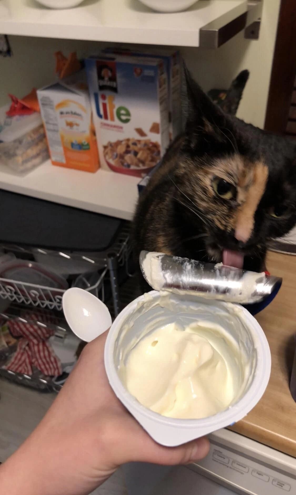 Tortoiseshell cat investigating a cup of plain yogurt before eating