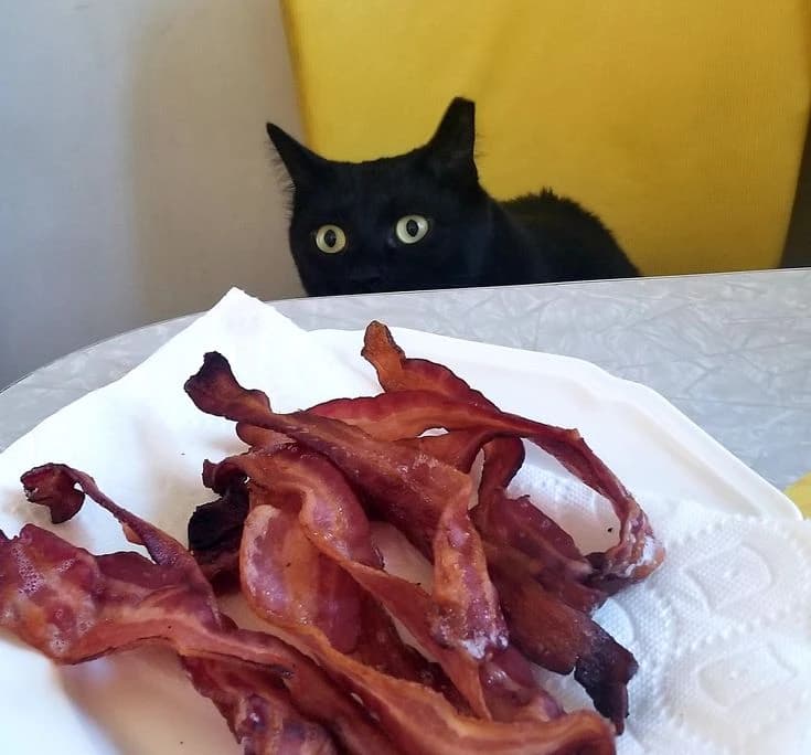Black cat watching a plate of cooked turkey bacon before eating
