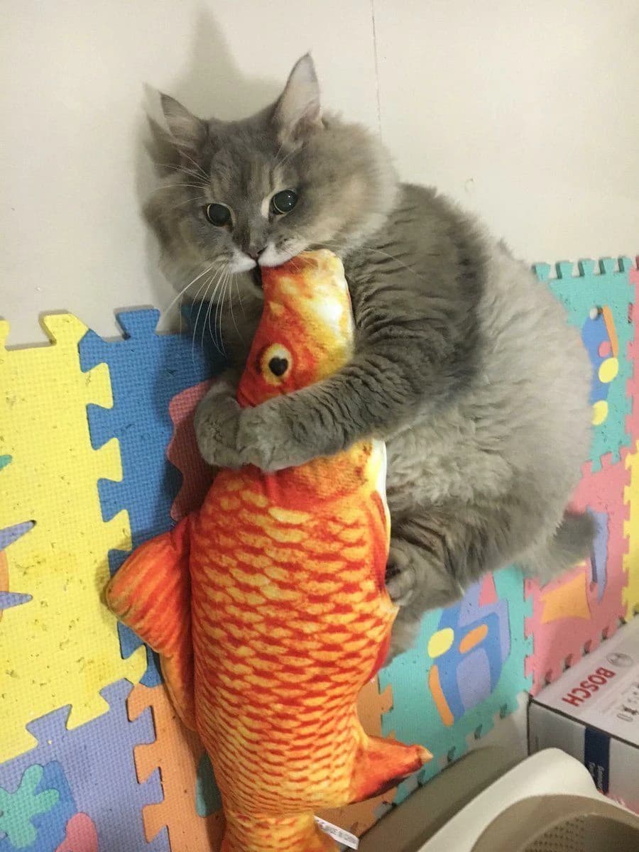 Gray kitten hugging a plush salmon toy