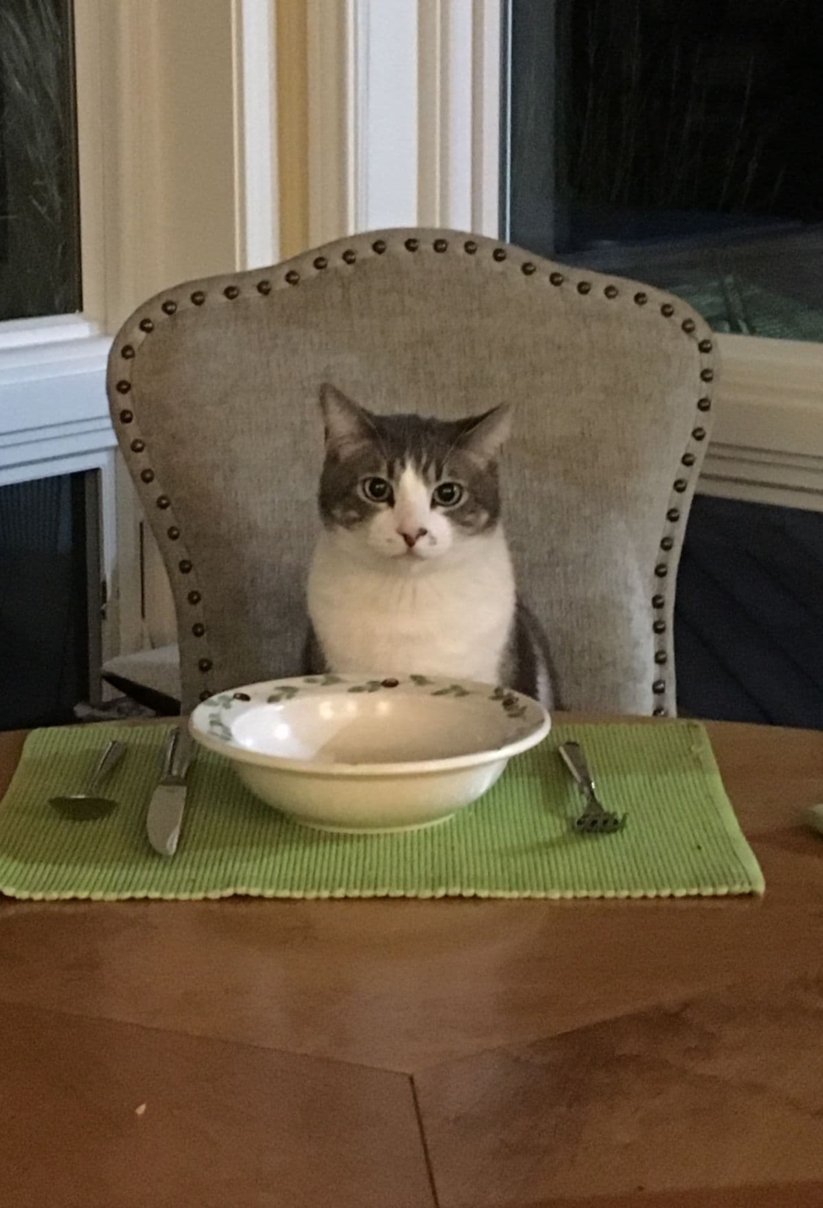 Cat sitting in front of a food bowl before transitioning to a new cat food