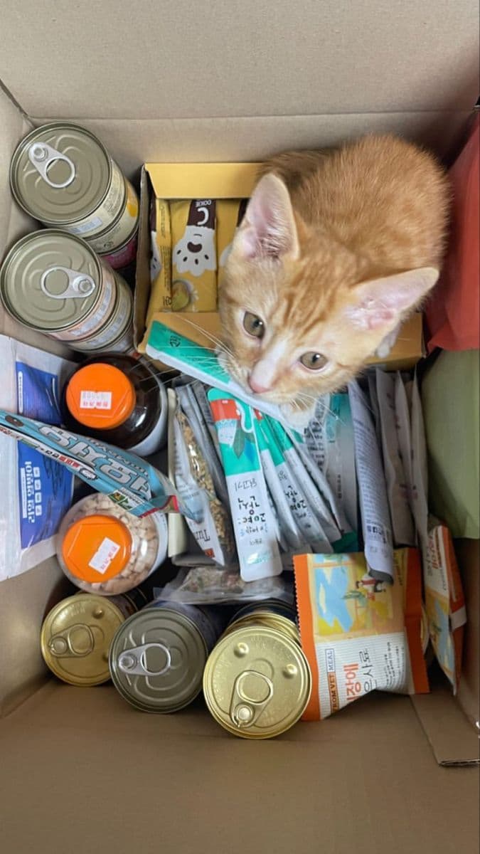 Orange kitten sitting inside a box filled with cans and pouches of wet cat food.