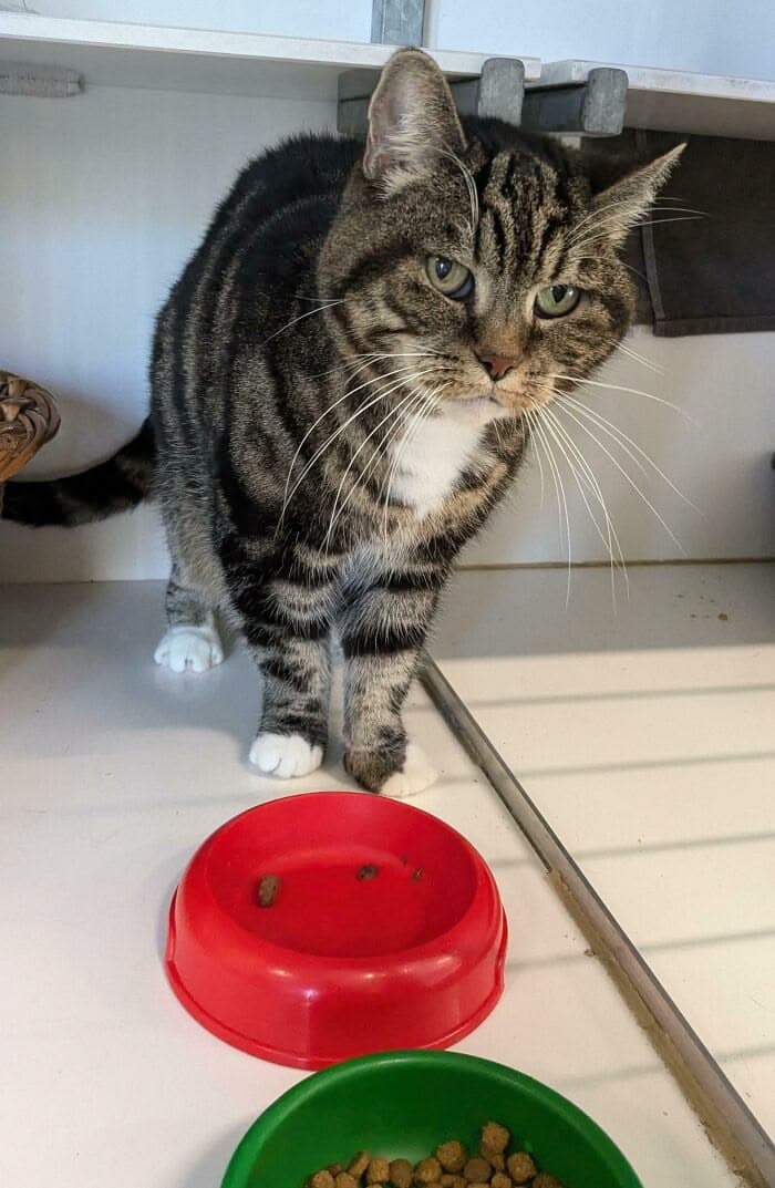 Cat waiting beside food and water bowls