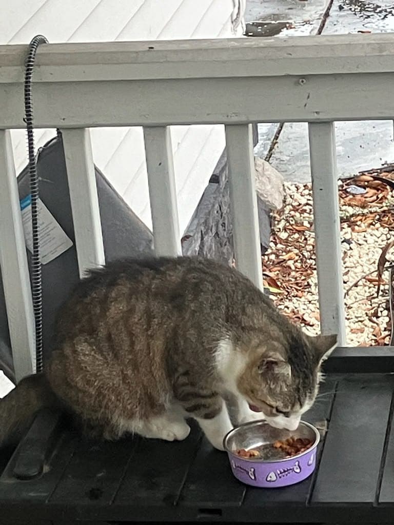 Leo Cat Food Scanner showing montmorillonite clay in Nature's Logic Feline Chicken Meal Feast