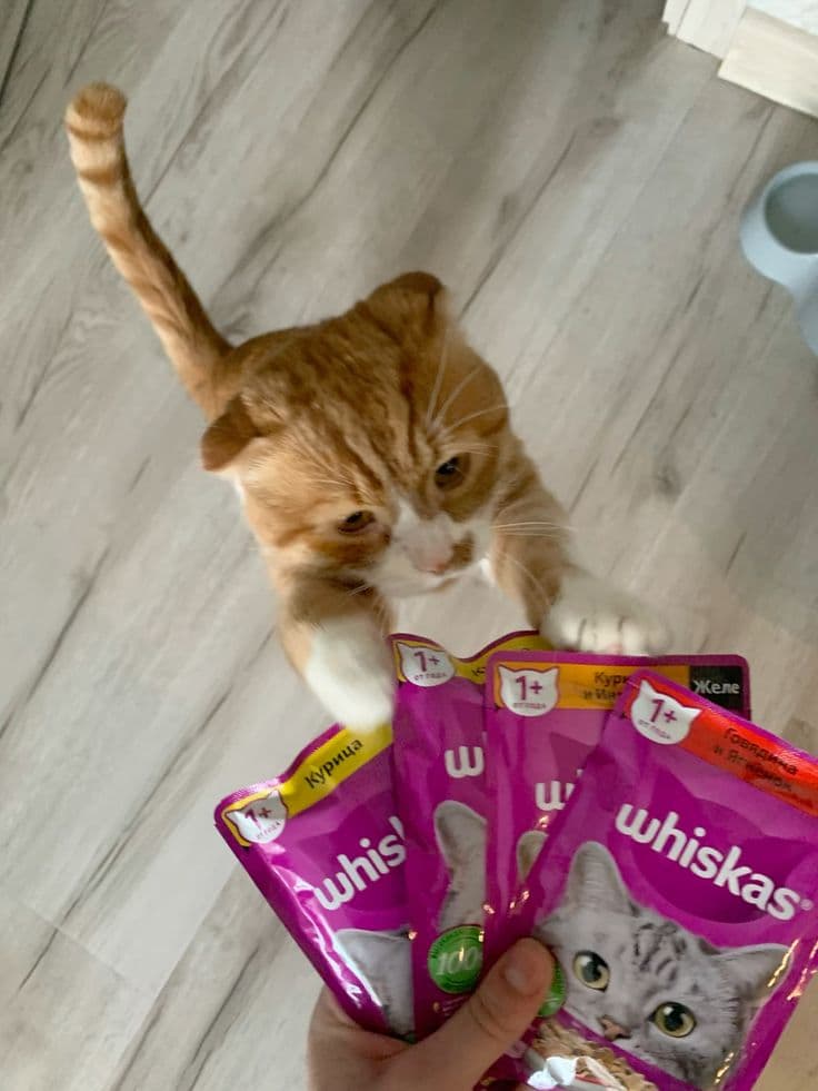 Cat with several Whiskas wet food pouches included in our Whiskas nutrition facts and ingredients comparison.