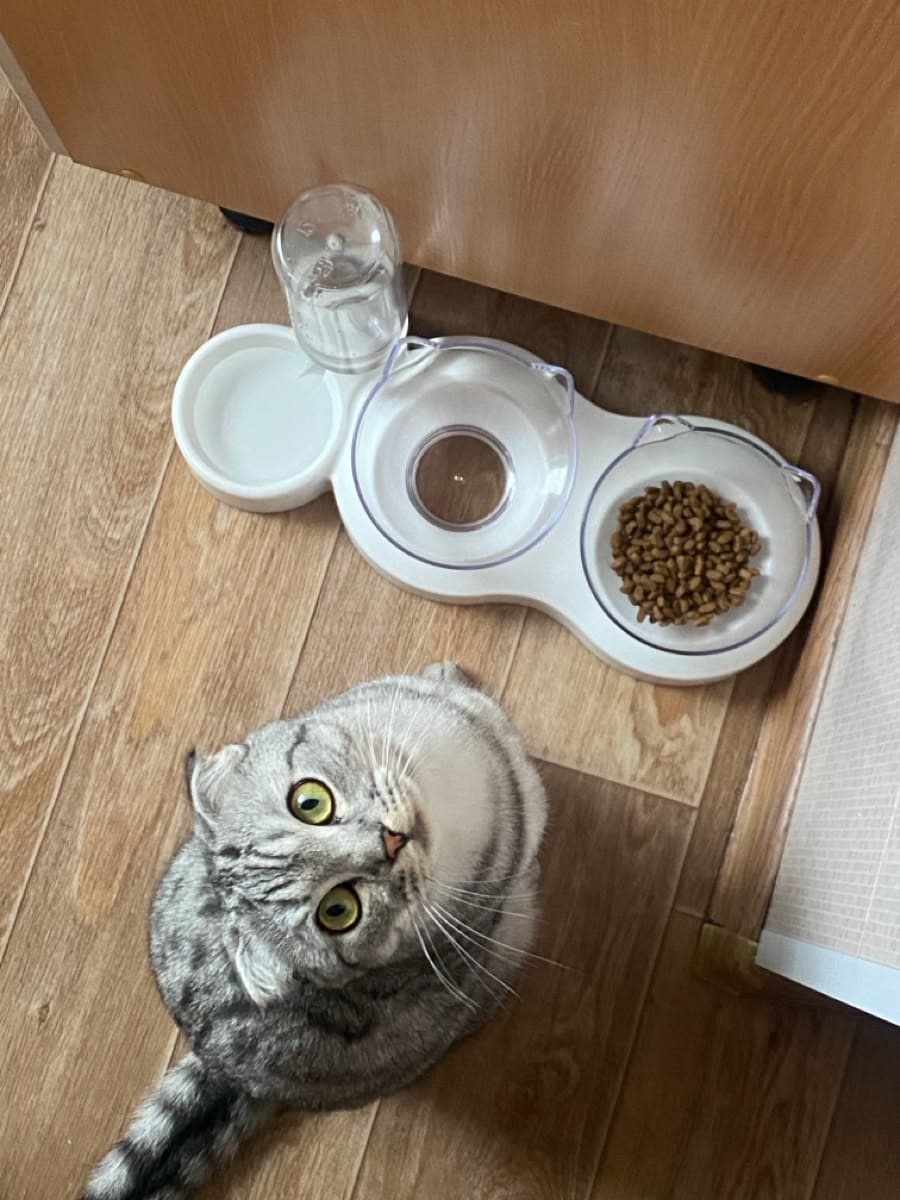 Cat sitting beside a bowl of dry food for our review of the 10 most-scanned dry cat foods.