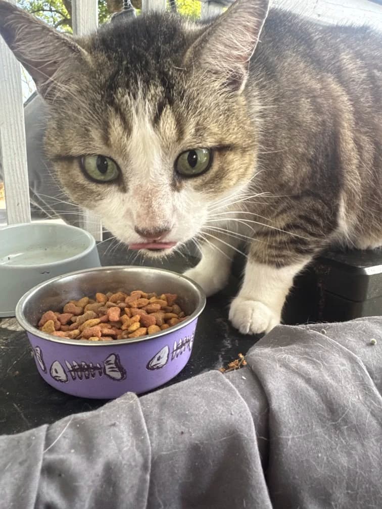 Cat eating dry kibble from a food bowl