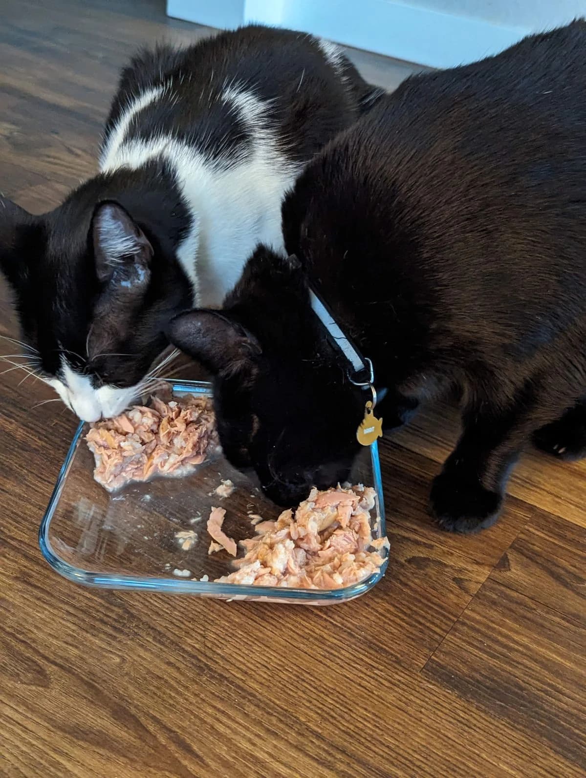 Two cats eating wet cat food from a glass dish